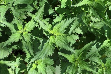 Fotoğraf resim yeşil büyük yapraklı bitkilerin yukarıdan fotoğrafı. Nettles çalılıkları yukarıdan görülür.