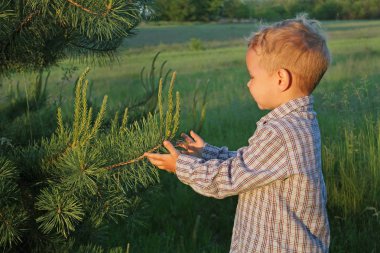 Biraz çocuk çocuk dikkatle elleri genç çam iğneleri sıcak yaz aylarında eller. Adam çevreye dikkatli bir tutumu.