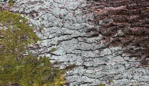 Coaja copacului este colorată în trei culori de lichen și mușchi. Fundalul natural al materialelor naturale . — Fotografie, imagine de stoc