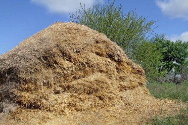 Mavi gökyüzü parlak yaz güneş tarafından büyük bir haystack yaktı. Bir kesim Haystack tarafında. Tarım Hayvancılık yem ihtiyacı için kısmen alınan saman.