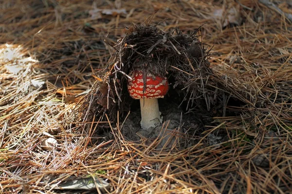 O cogumelo agárico da mosca vermelha cresceu sob a proteção de agulhas de pinheiro coníferas. Escondido em uma cabana cogumelo natureza natural ensinada — Fotografia de Stock