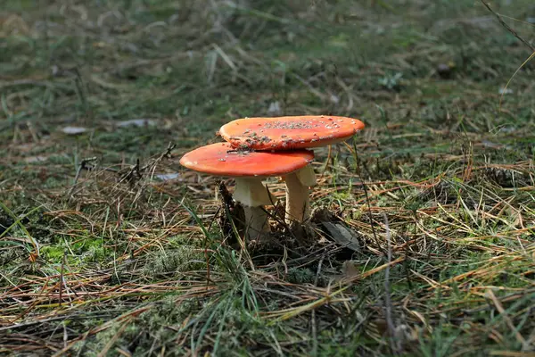 Două plăci roșii de ciuperci necomestibile îmbrățișează printre ace de pin de toamnă într-o pădure într-o curățare — Fotografie, imagine de stoc