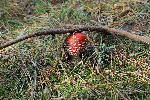 Rojo brillante agárico no comestible una mosca agárica creciendo en un bosque de pinos en medio de las agujas del año pasado . — Foto de Stock