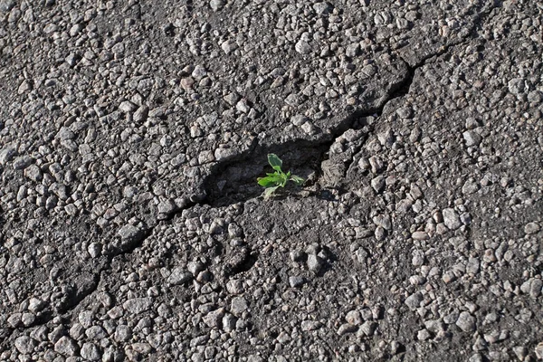 A flor cresceu no asfalto nua na rachadura. A flor cresce em condições impossíveis desfavoráveis, bateu em uma pedra e conseguiu a vitória . — Fotografia de Stock