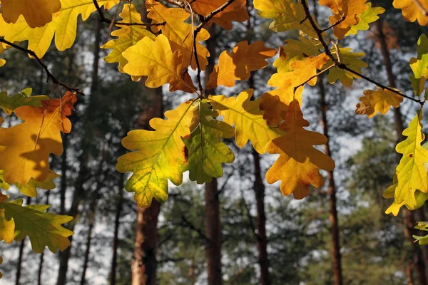 Солнечный свет сквозь прозрачные, яркие осенние листья дуба. Прозрачная осень в парке желтой осенью — стоковое фото
