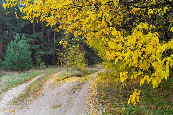 Un camino de tierra en el bosque de otoño. Rama con hojas amarillas de otoño en primer plano sobre el fondo de un bosque de pinos verdes. El camino entra en el bosque de pinos . —  Fotos de Stock