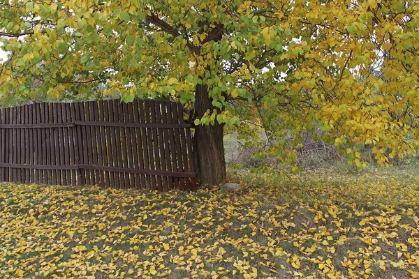 Paisaje otoñal rústico. El final de la antigua valla en el jardín de otoño. Otoño transparente en el parque en octubre —  Fotos de Stock