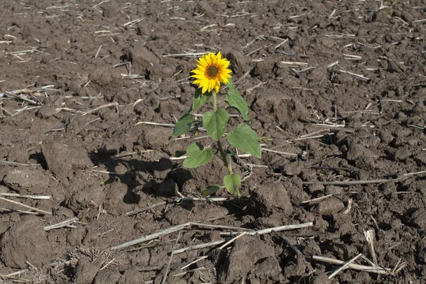 Jeden slunečnicový květ na sklizeném poli — Stock fotografie