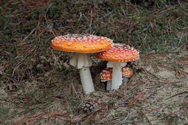 Uma família de agarics da mosca vermelha de idades diferentes no solo arenoso da floresta . — Fotografia de Stock