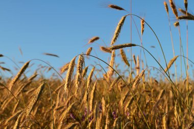 Buğday ın kulakları, mavi gökyüzüne karşı çavdar.