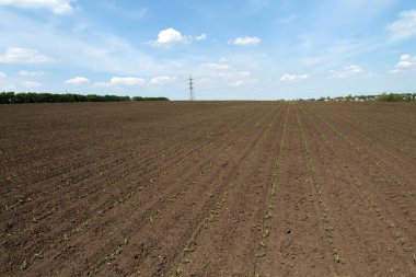 Tarlada sıra sıra filizlenen mısır tohumları