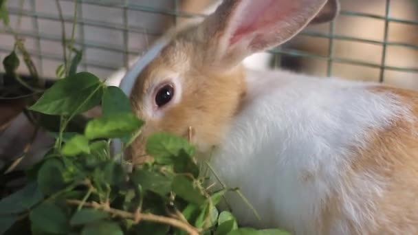 Słodki królik rasy holenderskiej — Wideo stockowe