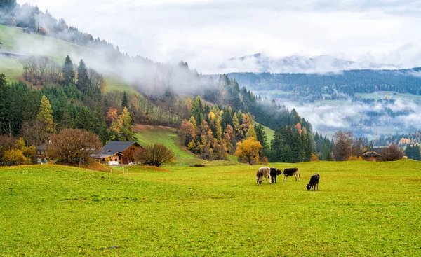 Foggy Morning Landscape Cows Roaming Braies Province Bolzano Trentino Alto — Stock Photo, Image