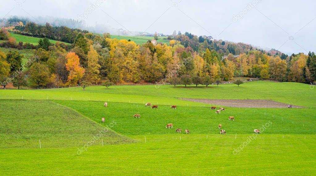 Idyllic autumn with cows roaming near Chiusa, Province of Bolzano, Trentino Alto Adige, Italy.