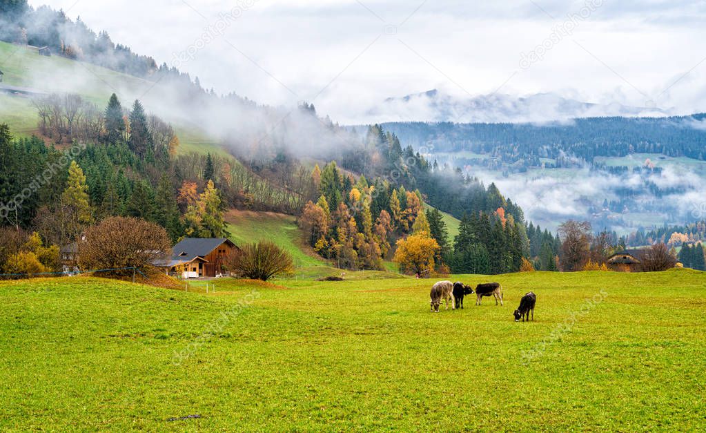 Foggy morning landscape with cows roaming near Braies, Province of Bolzano, Trentino Alto Adige, Italy.
