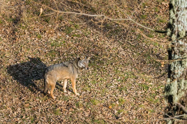 Lobo Apenino Vagando Área Vida Silvestre Civitella Alfedena Abruzos Italia — Foto de Stock