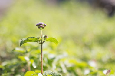 sabah küçük mor çiçek