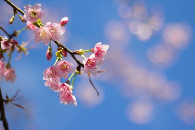 Kiraz çiçeği Tayland