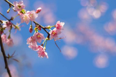 Kiraz çiçeği Tayland