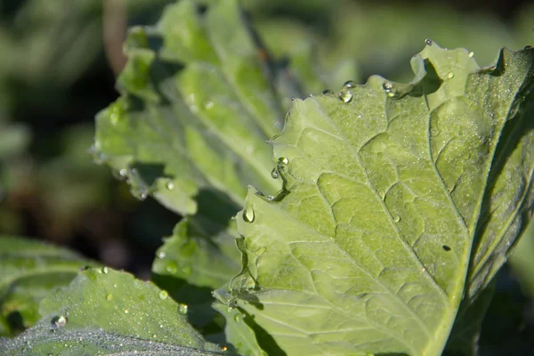 Young Cabbage Leaf Evening — Stock Photo, Image