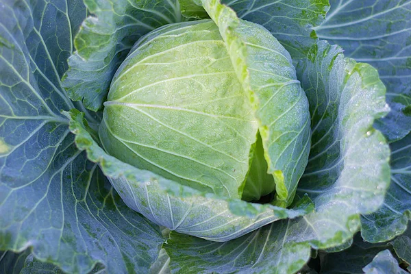 Green fresh cabbage — Stock Photo, Image