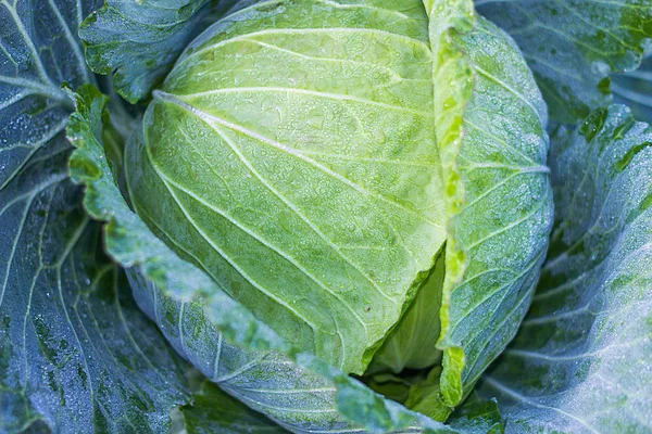 Green fresh cabbage — Stock Photo, Image