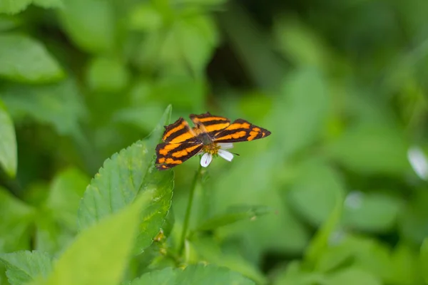 Motyl w zielonym ogrodzie — Zdjęcie stockowe