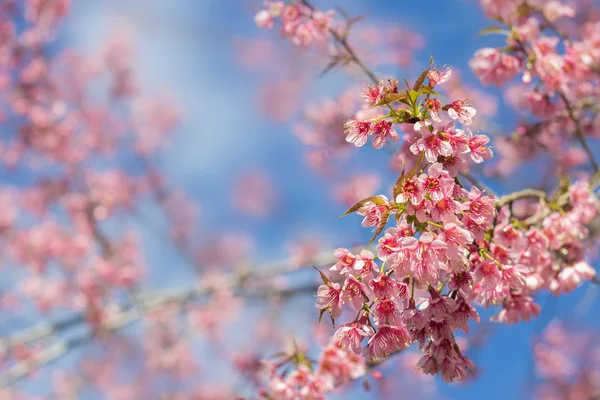 Kiraz çiçeği Tayland