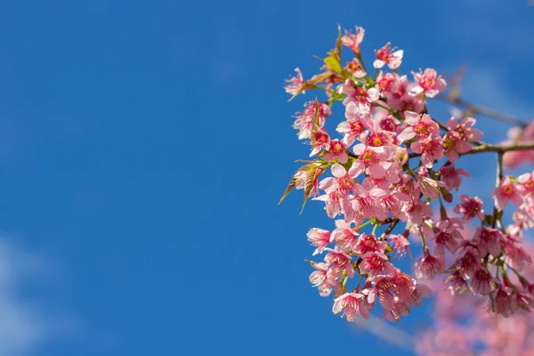 Yeşil bahçe kelebek