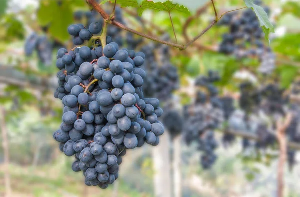 Uvas moradas en el jardín —  Fotos de Stock