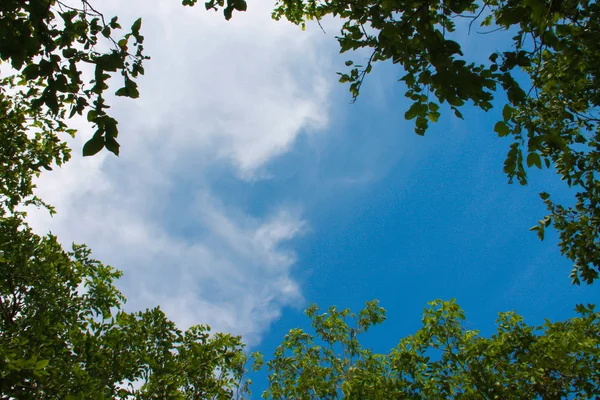 Blätter Rahmen Mit Blauem Himmel Hintergrund — Stockfoto