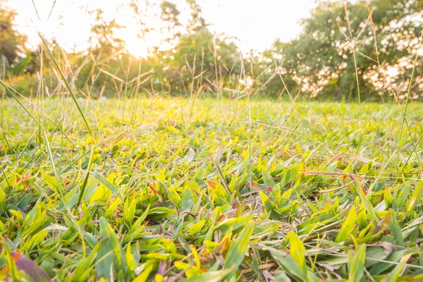 Jardin d'herbe avec coucher de soleil — Photo