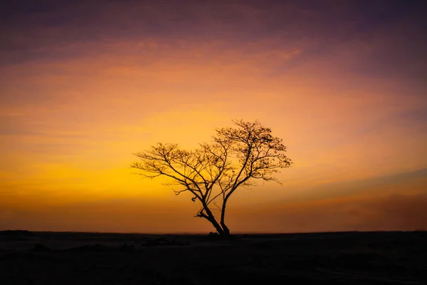 Baum mit Sonnenaufgang — Stockfoto