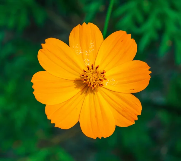 Gele Kosmos Bloem Met Groen Blad Achtergrond Closeup — Stockfoto