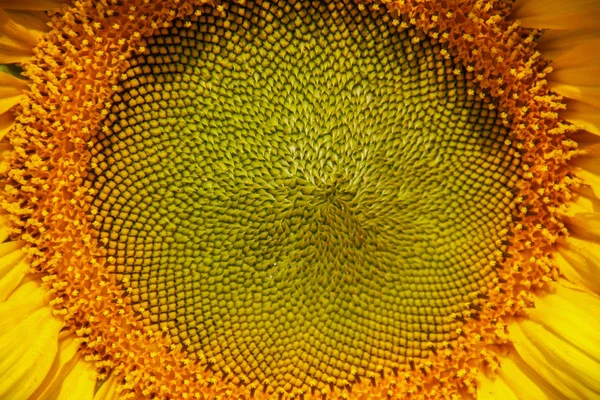 Textura de semillas de girasol — Foto de Stock