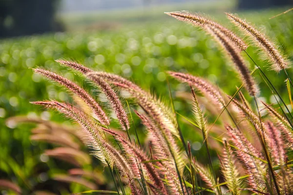 Frische Schilfblüten — Stockfoto