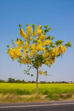 Sarı çelenk ağacı yazın çiçek açar yol ve pirinç çiftliğinin yanında.