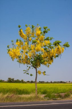 Cassia çiçek ağaç
