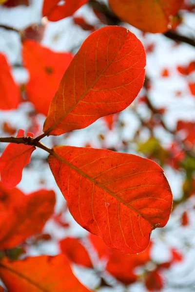 Red Almond Leaves Blue Sky — Stock Photo, Image