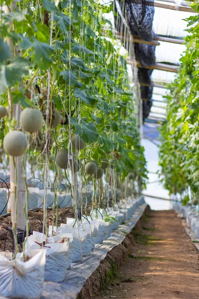 Young Melon Farm Green House — Stock Photo, Image