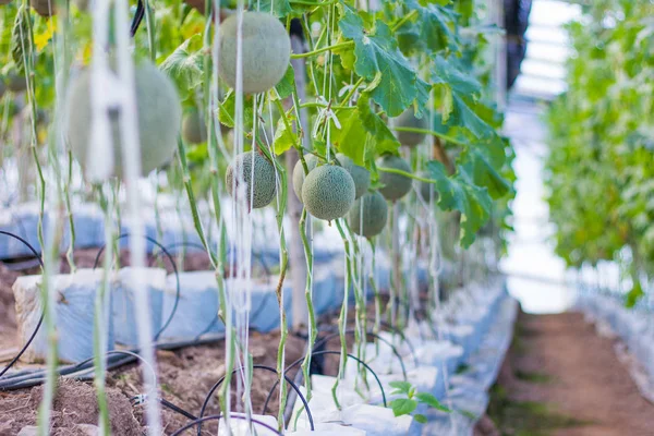 Melon farm in green house — Stock Photo, Image