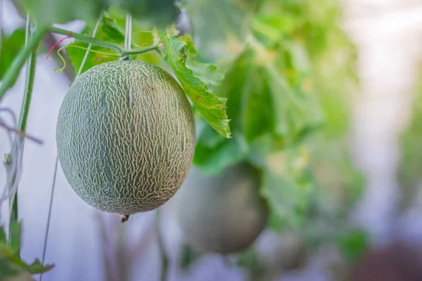 young green melon in garden of green house