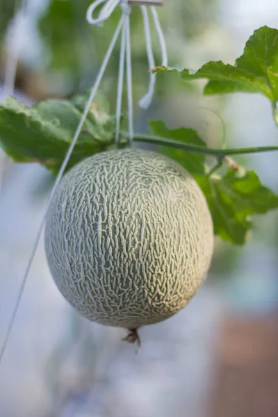 Meloun v zahradě zelený dům — Stock fotografie