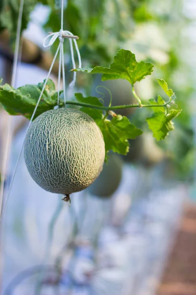 Meloun v zahradě zelený dům — Stock fotografie