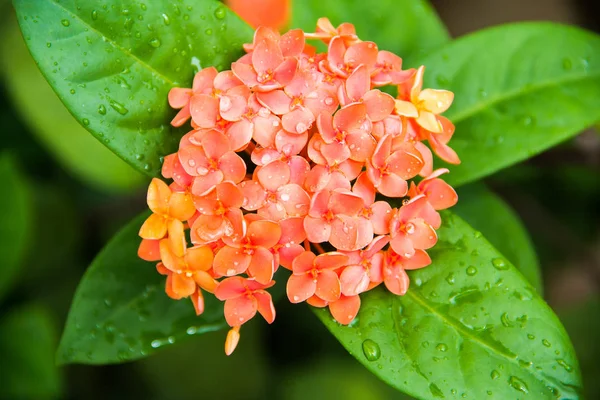 Orangefarbene Ixorasblüte — Stockfoto