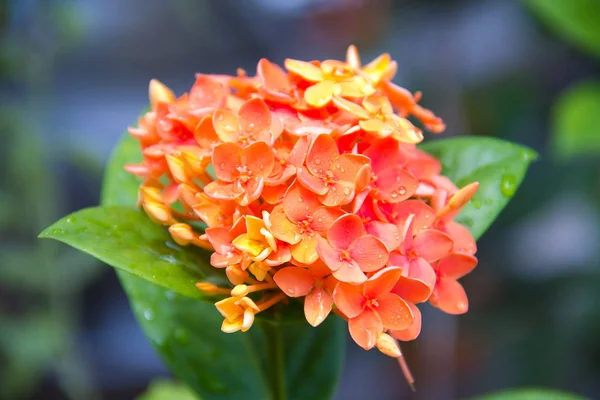 Flor de ixoras naranja — Foto de Stock