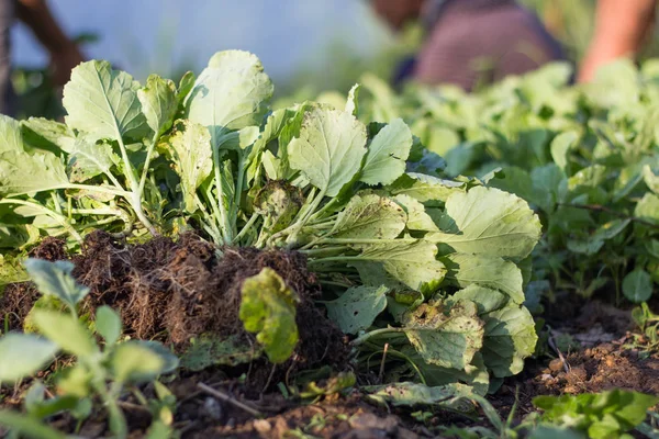 Pile Seedlings Cabbage Ground — Stock Photo, Image