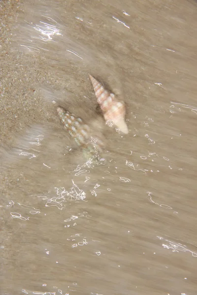 Shell Zand Van Het Strand Stralende Dag — Stockfoto