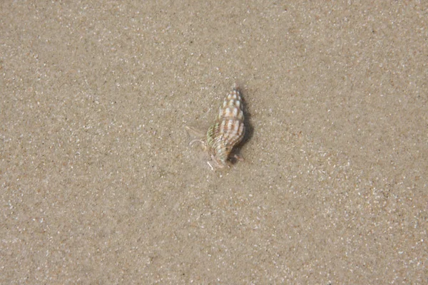 Kabuk Kum Beach Parlak Gün Üzerinde — Stok fotoğraf