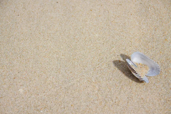 Shell Zand Textuur Achtergrond Van Strand — Stockfoto